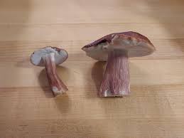 Image result for Boletus separans