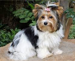 The great grandparents of these puppies have been imported champion line biewer terrier puppies from european show kennels. Biewer Yorkie Haircuts With Bangs Yorkie Haircuts
