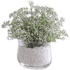baby s breath vase arrangement flower delivery in pahrump something special florist baby s breath vase arrangement