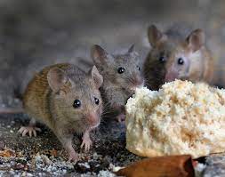 3 Proven Ways To Get Rid Of Mice Fast Environmental Pest Management