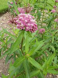 Asclepias Incarnata Swamp Milkweed Swamp Butterfly Weed Marsh Milkweed Pfaf Plant Database