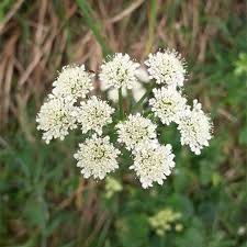 Image result for Oenanthe