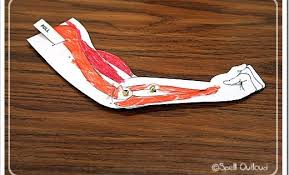 Together, the skeletal muscles work with your bones to give your body power and strength. Human Body Learning About Muscles Human Body Activities Human Body Unit Human Body Muscles
