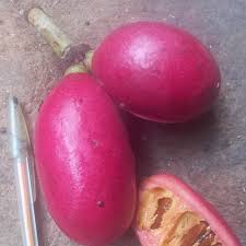 Image result for Uvariodendron