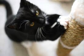 Cat Behavior What Does Your Cat Want 512 x 497 jpeg 53 кб. cat behavior what does your cat want