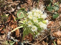 Der naturpark oberer bayerischer wald beinhaltet den gesamten landkreis cham und den östlichen teil des landkreises schwandorf. Wenn Die Natur Im Fruhling Explodiert