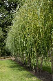 Read more about this product. Trauerweide Salix Alba Tristis Malerisch Schone Hange Weide Gve Garten Von Ehren