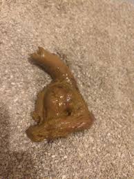 Help Blood In Stool Warning Photo Included Thecatsite