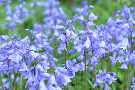We did not find results for: Hyacinthoides Hispanica Spanish Bluebells