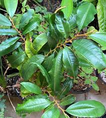 Image result for Chrysophyllum