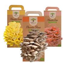 Pack Trio Pleurotes En 2020 Culture Champignon Pleurote Champignon