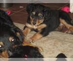 Get cute pups, helpful tips, and more sent to your inbox. Puppyfinder Com English Shepherd Puppies Puppies For Sale Near Me In Ohio Usa Page 1 Displays 10