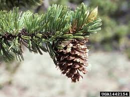 Image result for Pearsonia aristata