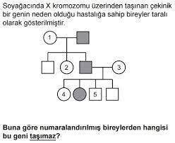 Kalitim Online Test 7 Mini Deneme Sinavi Tek Sayfada 10 Sinif Biyoloji Testleri Sorulari Coz Cikmis Sorular Ygs Lys Kpss