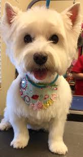 Cloud Nine Grooming Studio