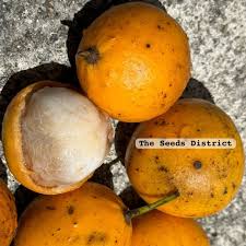 Image result for Garcinia buchneri