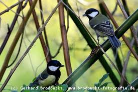 Image result for Kohlmeise vogelhouse