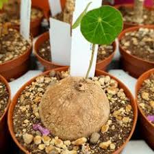 Image result for Cyphia erecta