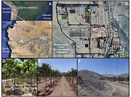 Image result for Crepidorhopalon tenuis