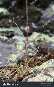 Image result for Avenella