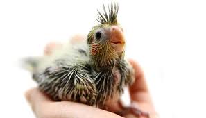Do Cockatiels Molt