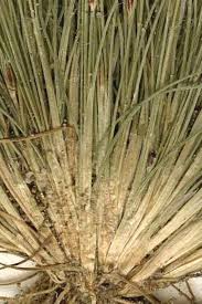 Image result for Bulbostylis hispidula