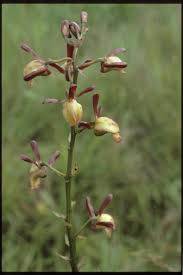 Image result for Eulophia angolensis
