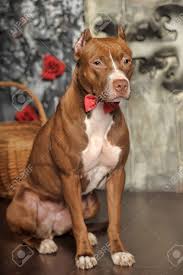 Pin on american pitbull terrier. Brown And White Pit Bull Terrier Stock Photo Picture And Royalty Free Image Image 33451496