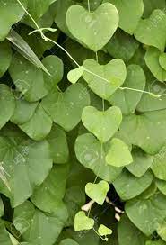 We did not find results for: Vine Of Heart Shaped Leaves Stock Photo Picture And Royalty Free Image Image 5603449