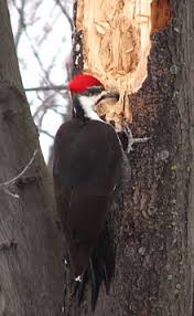 Pileated woodpecker damage to trees. Pileated Woodpecker Wikipedia