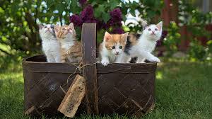 Maybe you would like to learn more about one of these? Cats Wallpapers Desktop 4k I Like Cats Very Much