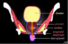 Image result for Prostate Anatomy