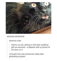 Animal photobombs that will make your gut hurt. Pin By Wonder Woman On Tumblr Funny Stuff Funny Animals Animal Memes Funny Animal Memes