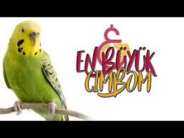 En Buyuk Cimbom Ses Kaydi Youtube