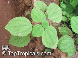 Image result for Boehmeria nivea