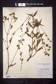 Image result for Vernonia hirsuta