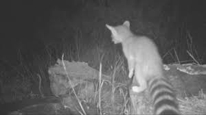 In the united states ringtails (bassariscus astutus) are commonly found in regions ranging from the temperate rainforests of southwest oregon. Ringtails Youtube