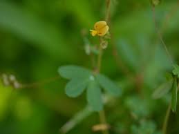 Image result for Smithia