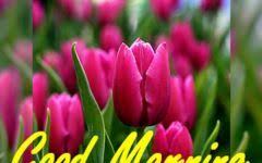 Good Morning Images With Tulip Flowers 1 Morning Images Good Morning Images Good Morning Beautiful