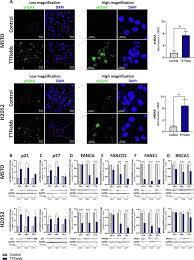 The study states that the use of tumortreating fields ( . Tumor Treating Fields Ttfields Downregulate The Fanconi Anemia Brca Pathway And Increase The Efficacy Of Chemotherapy In Malignant Pleural Mesothelioma Preclinical Models Lung Cancer