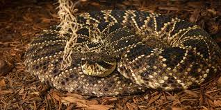 Amazing anaconda snake coloring pages. Eastern Diamondback Rattlesnake Smithsonian S National Zoo