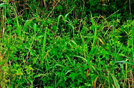 Image result for Geranium mlanjense