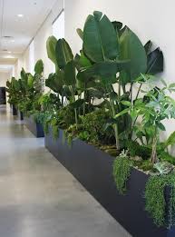 Mixed Indoor Plants In Large Planters In An Office Interior Design Plants Plant Office Design Office Plants