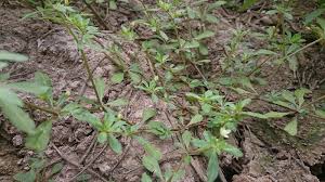 Image result for Glinus oppositifolius