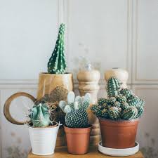 Throw in a handful of gravel to make a more coarse mix. Feeding Succulents And Cacti Learn When To Feed Cacti And Succulents