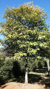 Kicking it all off, what better way than with a jacaranda in bloom. Buy Australian Street Trees Emahotrees Emaho Trees