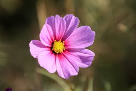 Image result for Cosmos bipinnatus