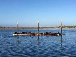 Morro Bay Wildlife Spotlight California Sea Lions In The Estuary