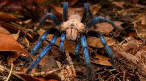Pictures posted by amdesperate 4 months ago. This Amazing Blue Tarantula Is A New Spider Species But Did Researchers Break The Law When They Studied It Science Aaas