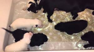 When do i start giving my baby bath at night and how often? The Headgear Puppies Take A Bath 4 5 Weeks Old Youtube